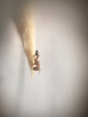 Monomorium sahlbergi