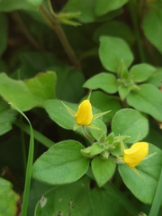 Lysimachia remota