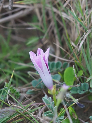 Image of Ipomoea littoralis by no rights reserved