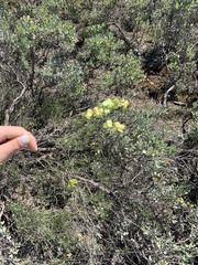 Biscutella laevigata