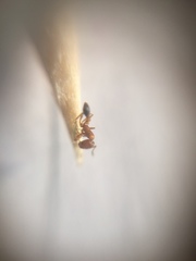 Monomorium sahlbergi