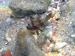 Apogonichthyoides timorensis