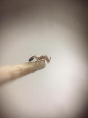 Monomorium sahlbergi