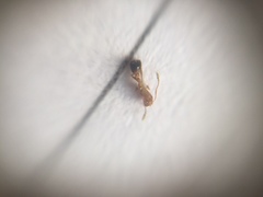 Monomorium sahlbergi