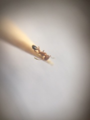 Monomorium sahlbergi