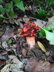 Lysurus corallocephalus