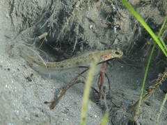 Mertens' Prawn-Goby photo 3