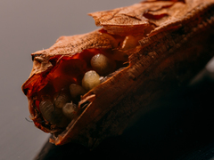 Pteromalus