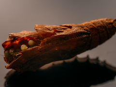 Pteromalus
