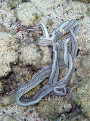 Baseodiscus quinquelineatus