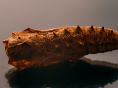 Pteromalus