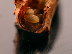 Pteromalus