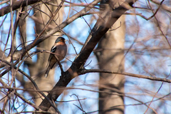 Fringilla coelebs