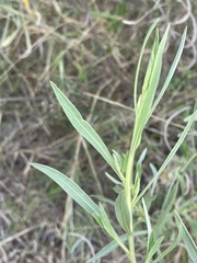 Pechuel-loeschea leubnitziae