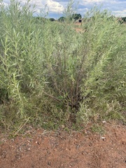 Pechuel-loeschea leubnitziae