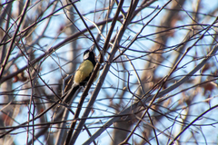 Parus major