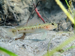 Mertens' Prawn-Goby photo 2
