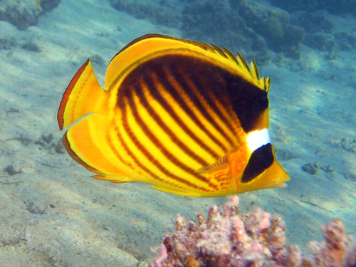 Red Sea Raccoon Butterflyfish