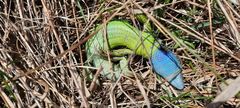 Lacerta viridis