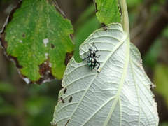 Pachyrhynchus tobafolius