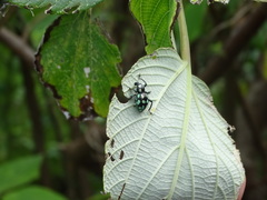 Pachyrhynchus tobafolius
