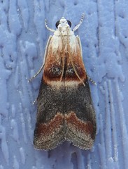 Acrobasis demotella