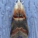 Walnut Shoot Moth - Photo (c) joannerusso, some rights reserved (CC BY-NC), uploaded by joannerusso