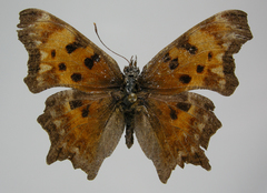 Polygonia oreas