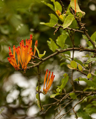 Phragmanthera usuiensis