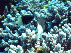 Pycnochromis dimidiatus