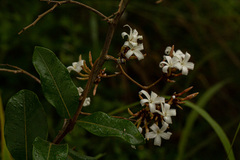 Ancylobothrys