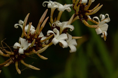 Ancylobothrys
