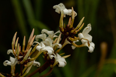 Ancylobothrys