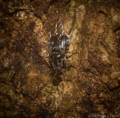 Lecomyia