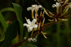 Ancylobothrys