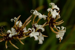 Ancylobothrys