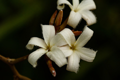 Ancylobothrys
