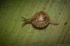 Nitor pudibundus