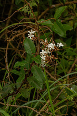 Ancylobothrys
