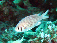 Chromis weberi