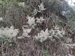 Pterolobium hexapetalum