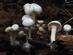 Leucocybe houghtonii