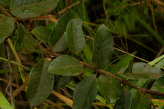 Ancylobothrys