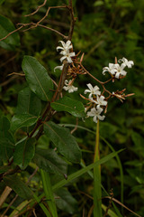 Ancylobothrys