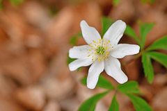 Anemonoides nemorosa