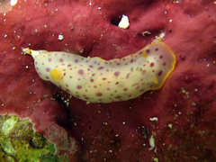 Chromodoris baqe