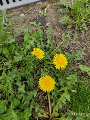 Taraxacum officinale