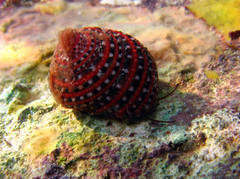 Clanculus pharaonius