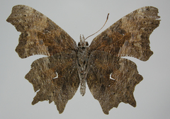 Polygonia oreas