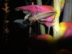 Ischnomela pulchripennis